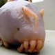 Image for article titled 12 More Real Animals We Can’t Believe Aren't Pokémon